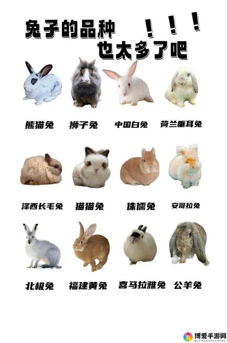 小兔兔的正确咬法：你需要知道的一切