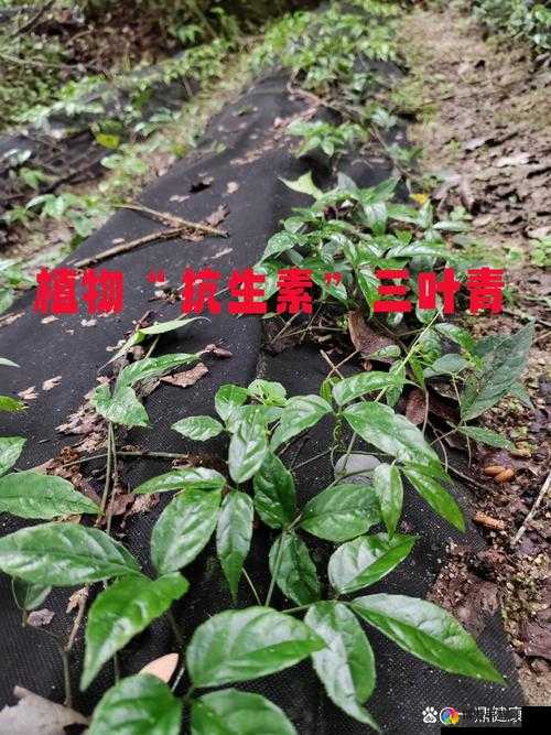 gw4411 三叶草：探索未知的神奇草药