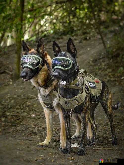 K9 调狗任务：深入探究其背后的隐秘行动