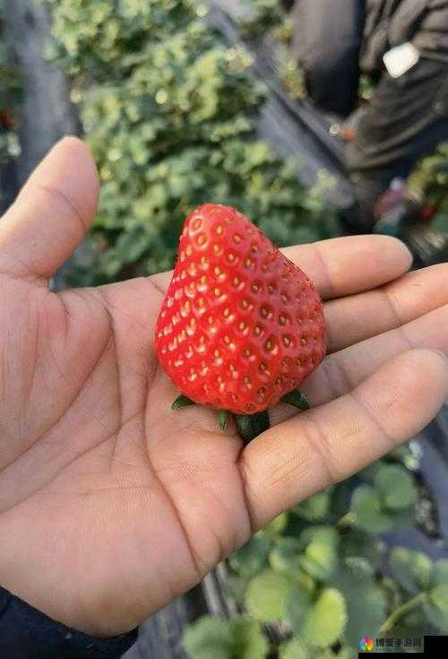 草莓视频首页精彩内容等你来探索