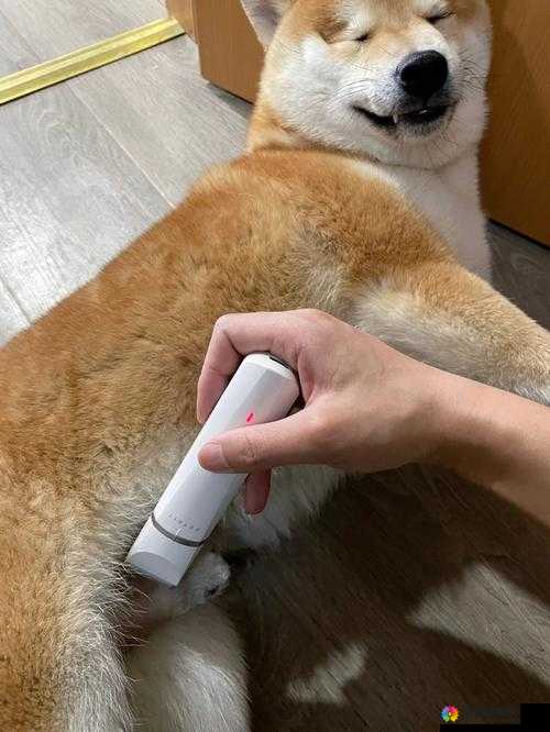 探索独特的洗澡 BBwBBwBBwBBW 毛的奇妙世界