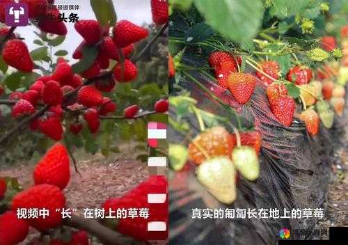 草莓视频 w 在线看：最新最全的视频资源库，等你来发现