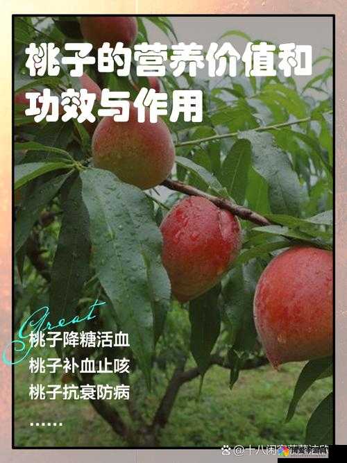 洗脑手机桃子移植：关于其原理与实践过程的详细解析