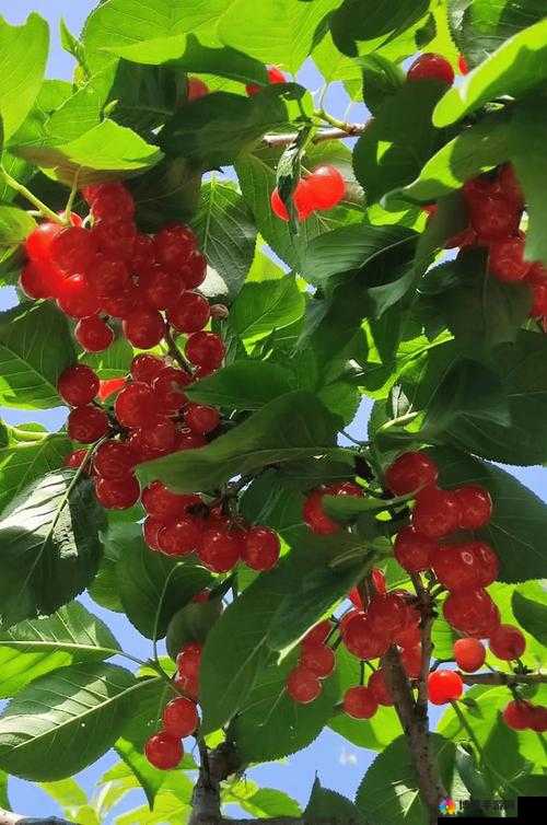 樱桃视频免费观看视频大全:海量精彩视频等你来发现