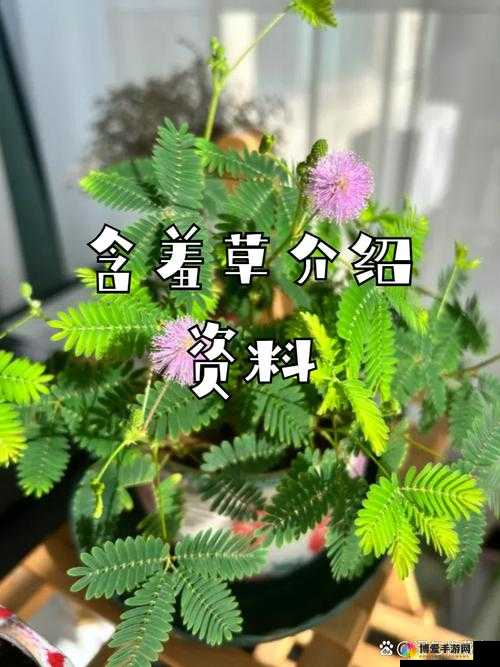 chinesesex 含羞草:探索未知的秘密花园