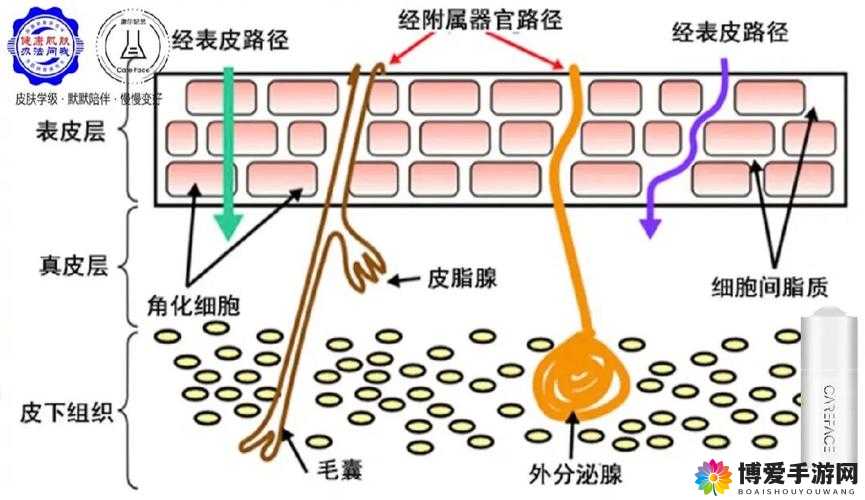秘密通道如何出去：探寻其通往外界的路径