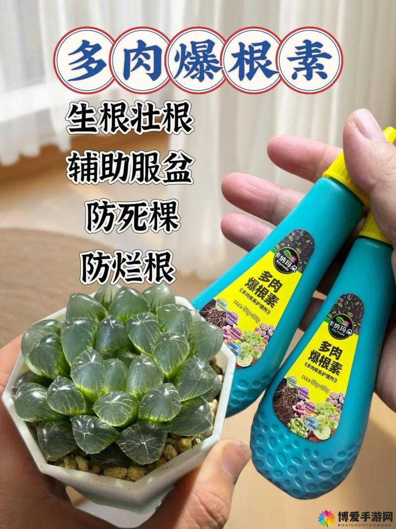皇家共享小公主多肉养护技巧：实用全面的养护要点汇总