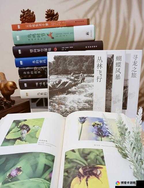 三叶草 gy4656:探索其独特魅力与未知奥秘之旅