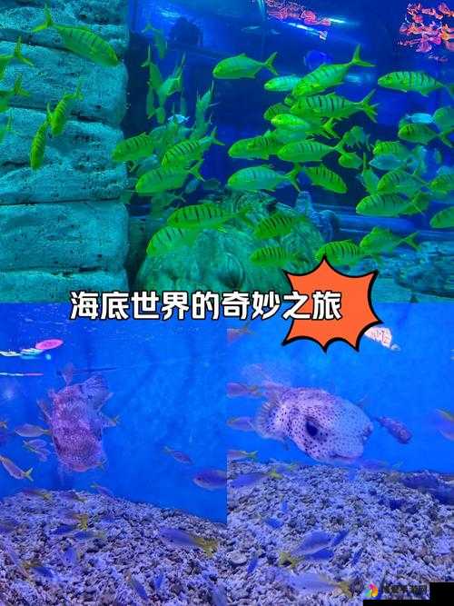 HYDROGEN 与 PRINCE：探索未知的奇妙之旅