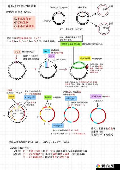 RNA 与 DNA 杂交过程的详细解析