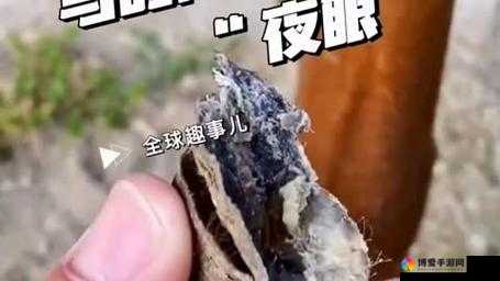 黑黑的粗粗的长长的到底是什么神秘之物呢