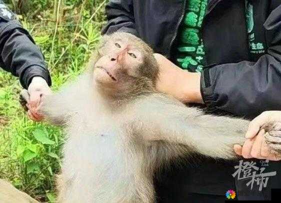 造猴子不盖被子的视频：揭示猴子独特睡眠习惯的奇妙观察