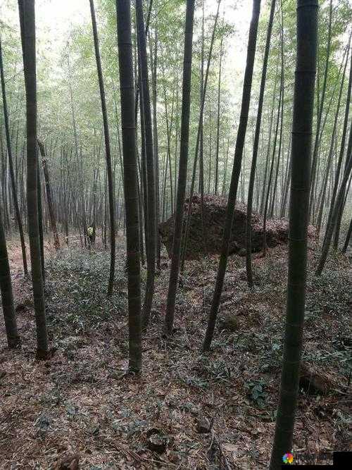 爆操一线天:揭秘其神秘面纱
