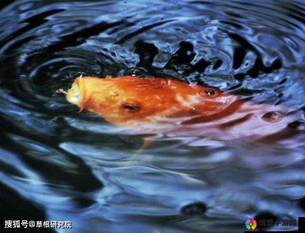 一夹一放的正确放法与锦鲤吸水的区别是什么