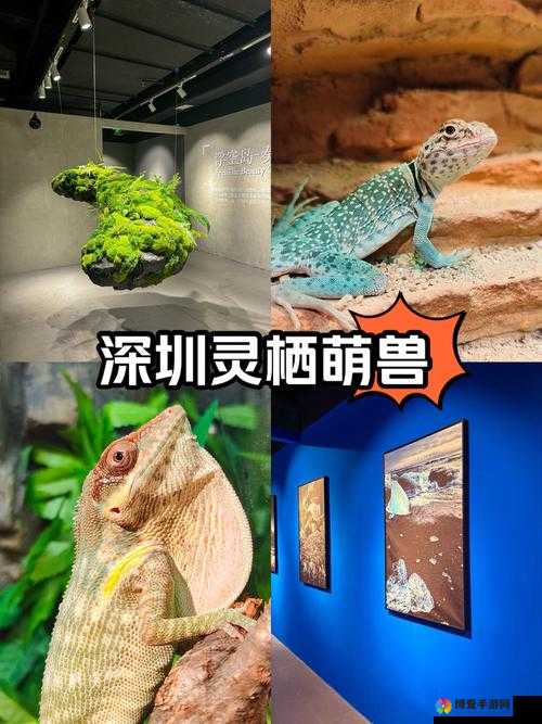 萌宠成长有一套,探索幻灵仙域中的宠物养成艺术