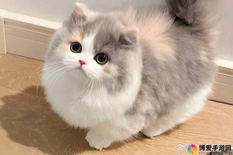 就喜欢听你叫 1V1 烤鱼猫：独特的听觉享受