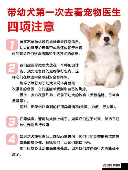 狗和人锁在一起去医院的注意事项：确保安全与卫生等方面