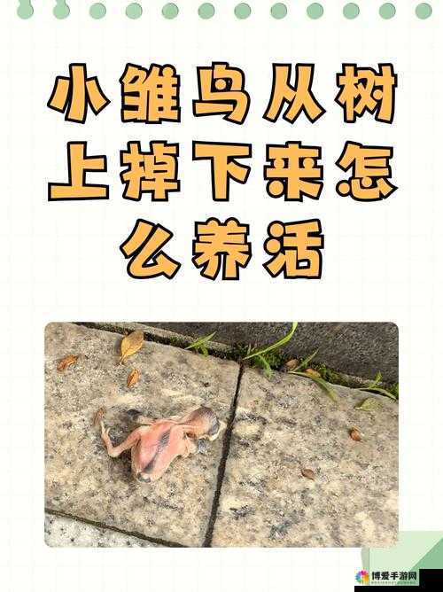 毛多的 BMGBMGBMG：探索未知的神秘领域
