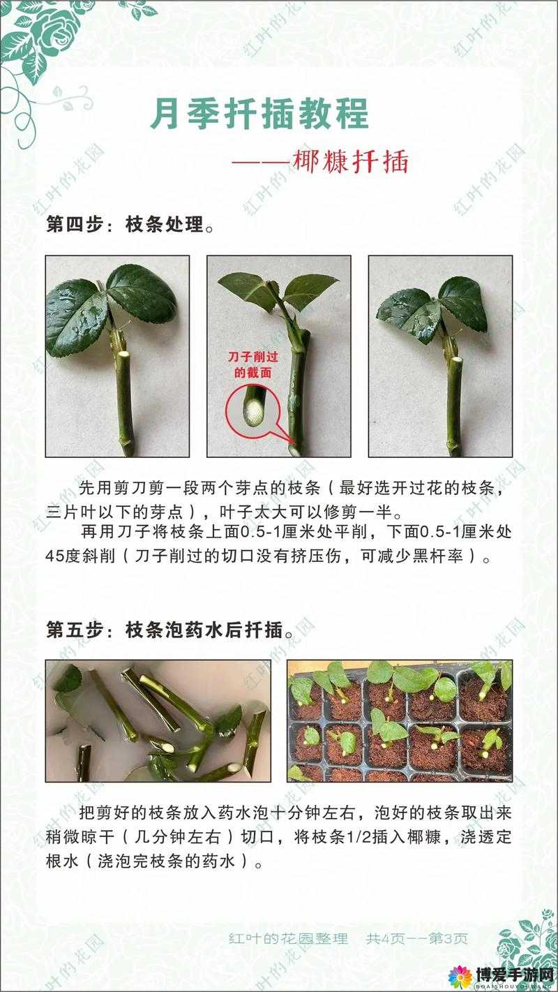 韩式 72 种扦插方式：详细解读与实践应用探讨