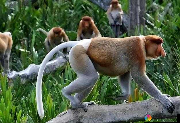 男和女一起生猴子：探索这种独特生殖现象背后的故事