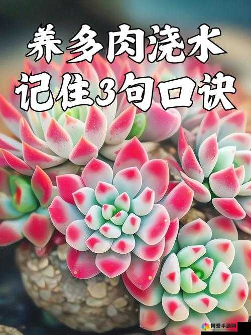 皇家共享小公主多肉怎么养多肉秘籍：多肉养护全攻略