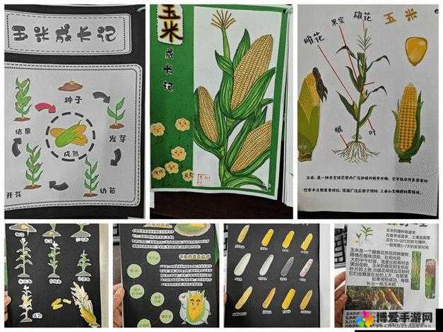 玉米地方那些充满趣味与故事的点点滴滴