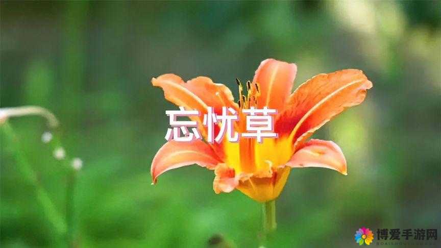 忘忧草 1688 网站：开启无忧生活的奇妙之门