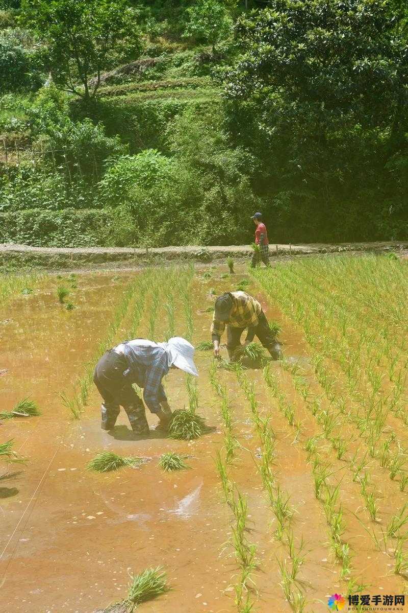 夫妻插秧 100 种方法：探索田园生活的浪漫与技巧