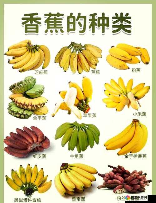 ：探索欧美香蕉的神秘世界