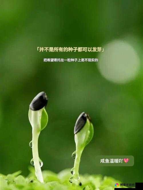 需要妈妈播种美国：关于妈妈在美国播种的相关探讨及意义