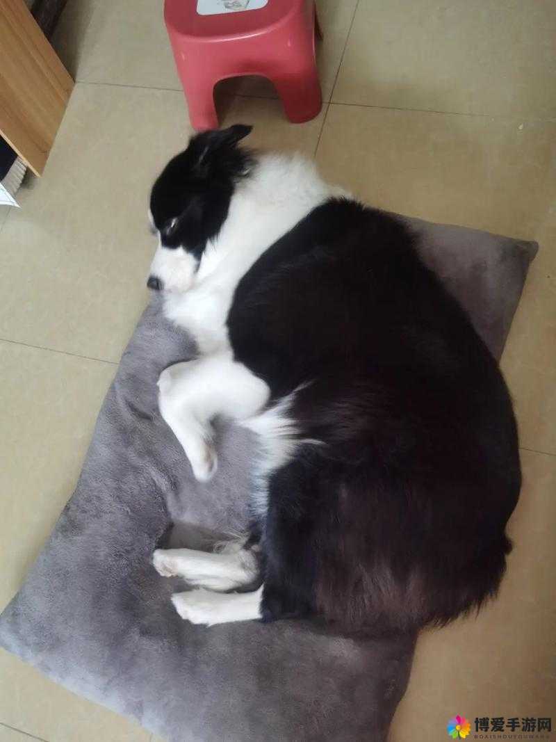 适合一个人在家看的视频素材：温馨治愈的宠物日常