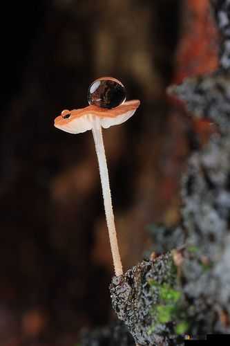 黑色的很粗很大的蘑菇头：神秘外观背后的奇妙世界