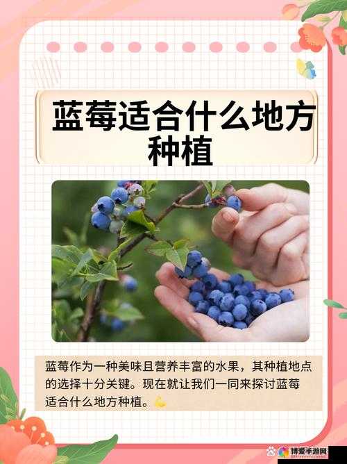 中国新疆 XXXXXL19D 蓝莓：源自新疆的美味佳果营养丰富深受喜爱