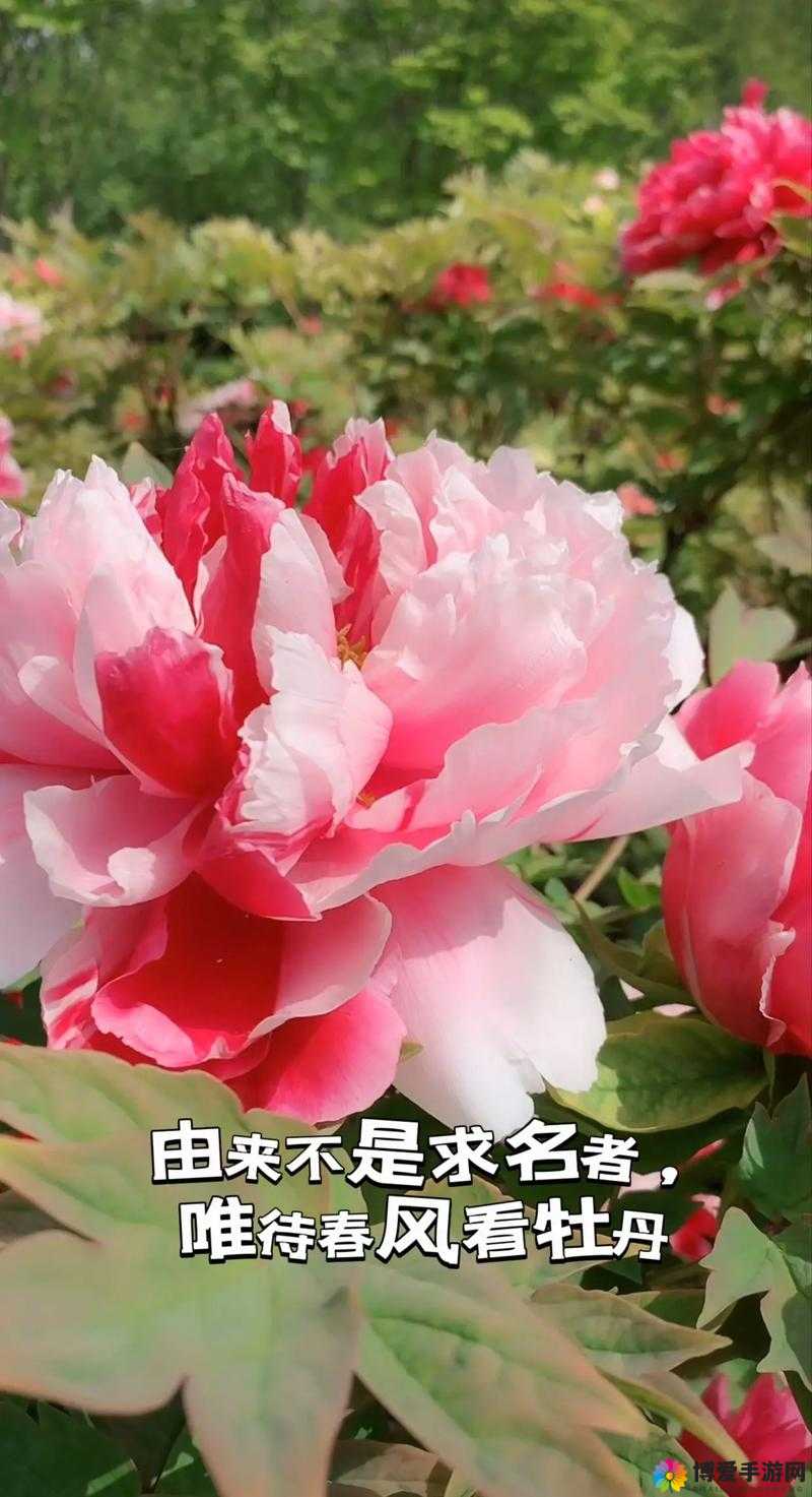 国色天香一卡 2 卡 3 卡 4 卡:精彩绝伦的视觉盛宴