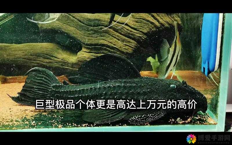 怪物清道夫好玩吗？怪物清道夫玩法简介