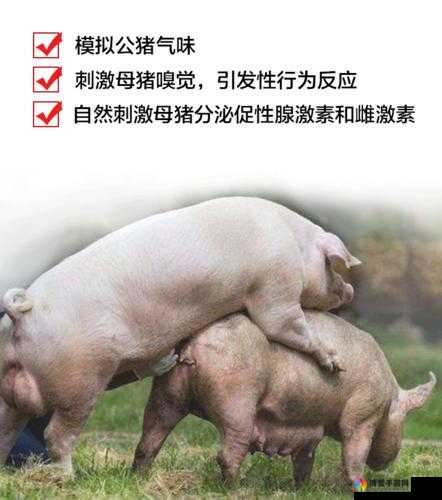 女人与公猪交免费网站相关内容引发热议探讨