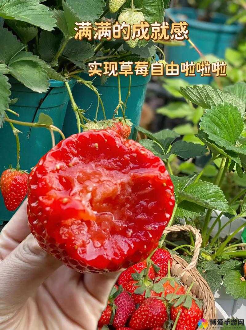 草莓视频在线：带你领略丰富多彩的视听盛宴