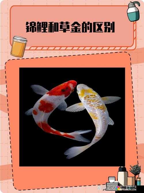 锦鲤吸水和夹什么区别：深入探究二者的本质不同