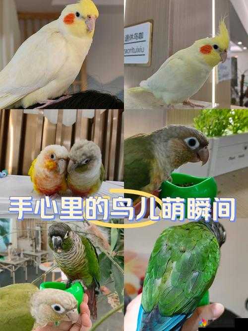 奔跑吧萌鸟，资源管理视角下的玩法解析与价值最大化