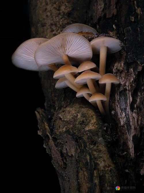 蘑菇视频嗯嗯啊啊啊：探索别样精彩与神秘