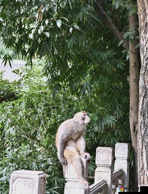 造猴子不盖被子视频:可爱与温馨的奇妙碰撞