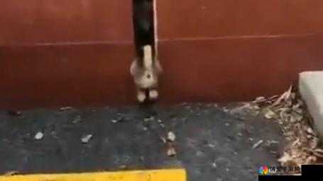 狗卡在身体私密部位无法取出该如何应对