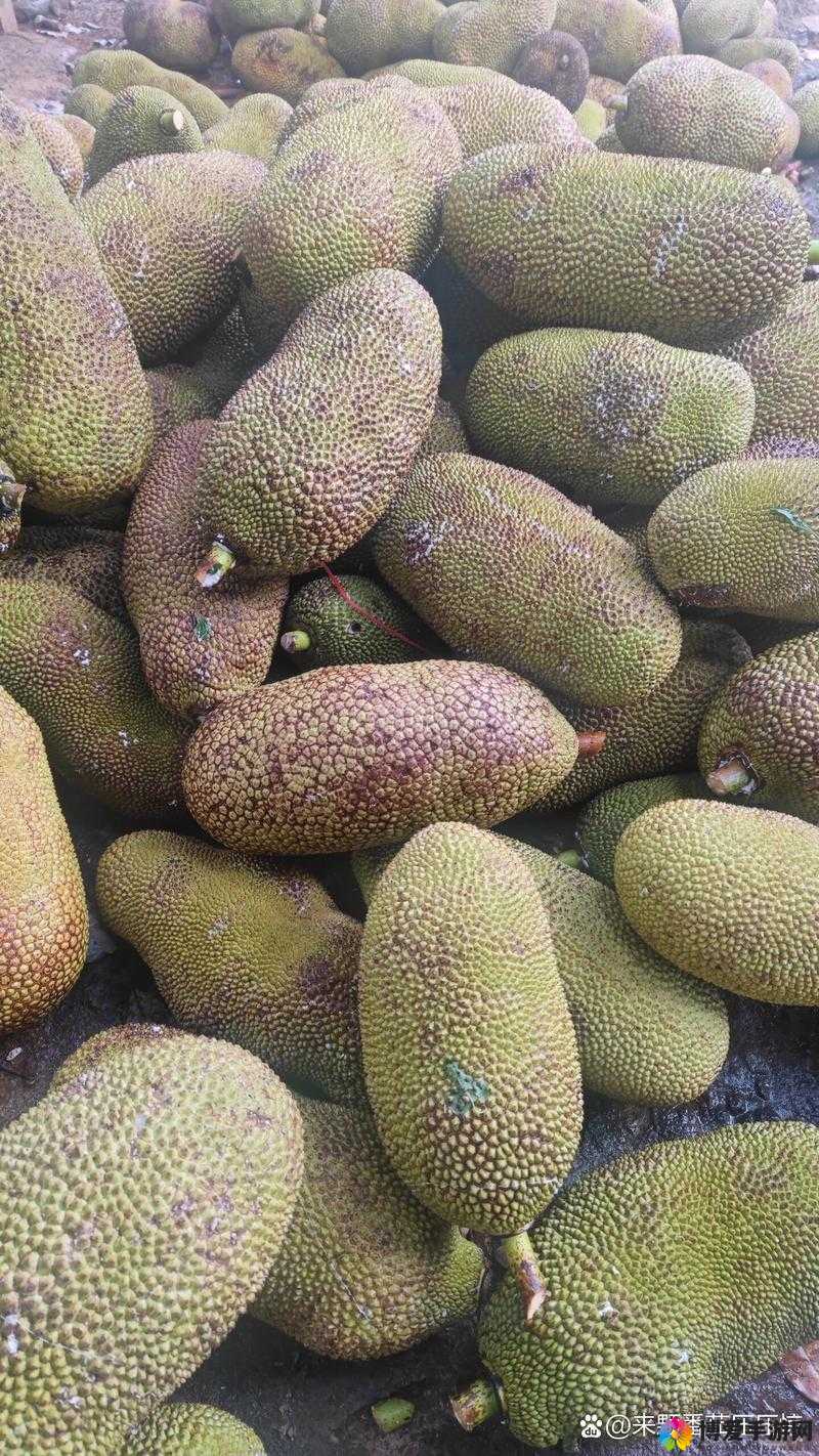 菠萝菠萝蜜视频免费看 5：海量精彩视频等你来欣赏