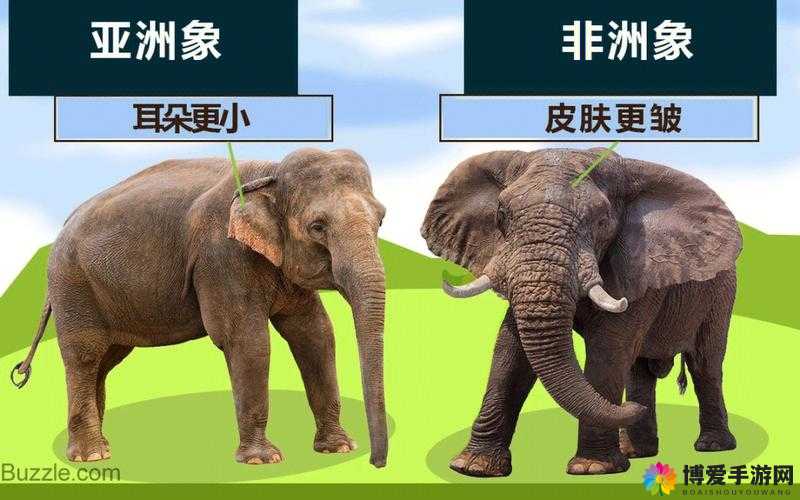 亚洲无线一二三四五区别:关于其各自特点与不同之处的详细分析