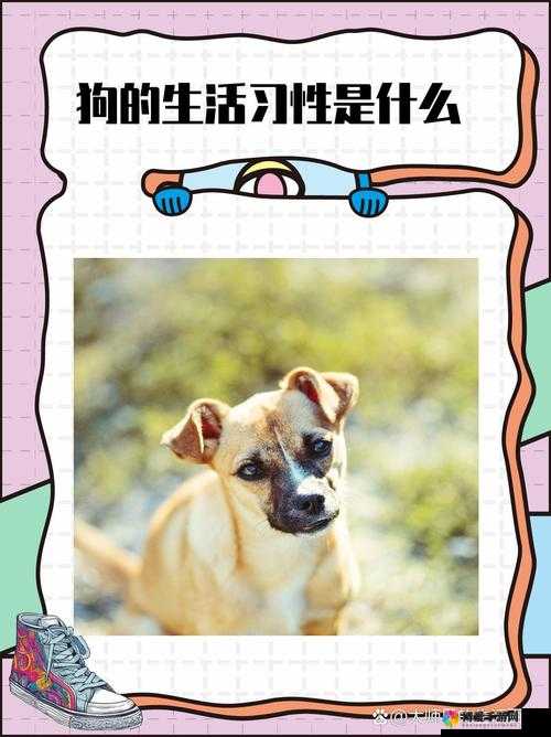 严谨：人、猪、狗的行为习性及特点对比研究