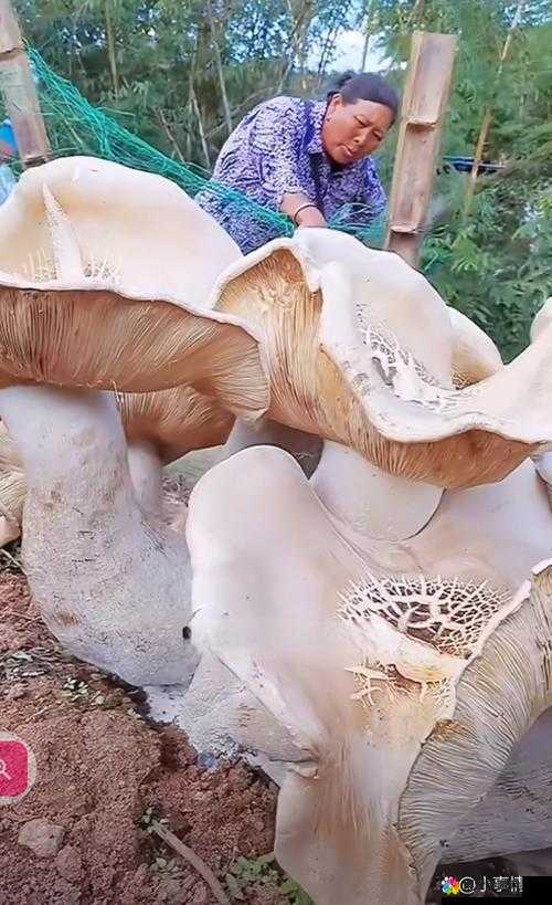 中国新疆超大蘑菇 XXXXXL19D 惊现独特魅力