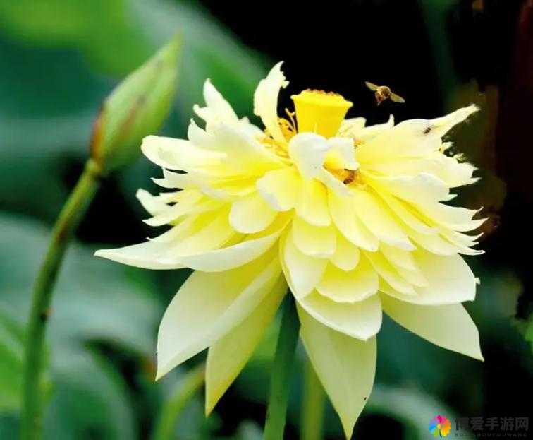 荷花与牡丹：出水芙蓉、雍容华贵