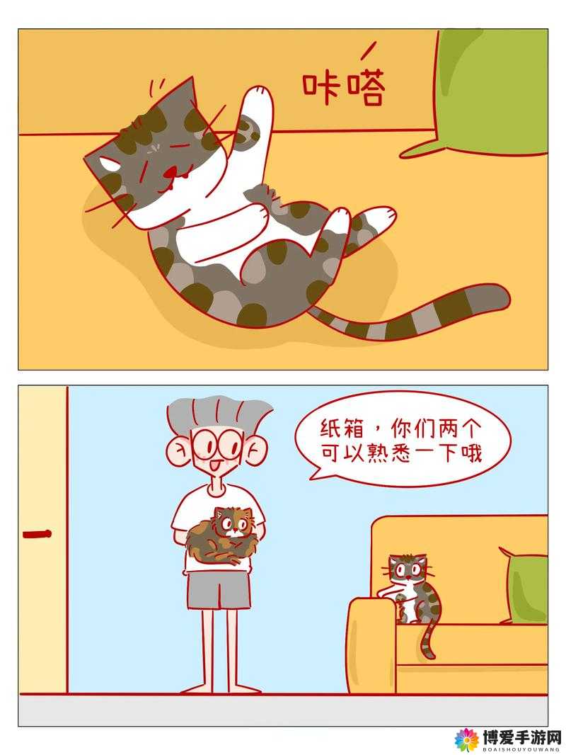 大肥波 BBWWHBBWW:一只独特的猫咪的奇妙故事
