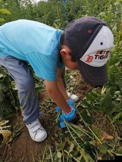 挤牛奶拔萝卜怎么拔：详细步骤与技巧分享