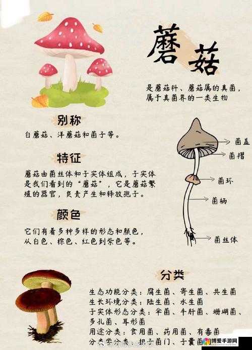 蘑菇科普：带你走进神奇的蘑菇世界探索其奥秘与种类